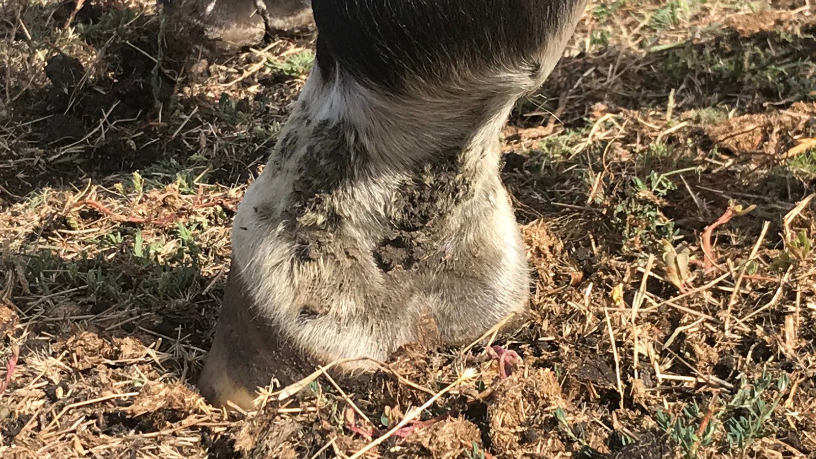 GlucoHorse | Voet van een paard, met bruinzwarte korsten in de kootholte.