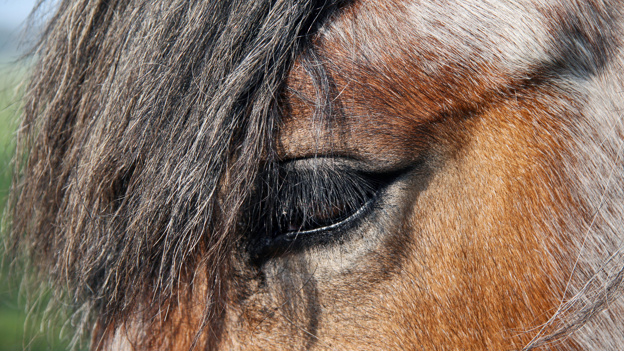 Caring for your older horses